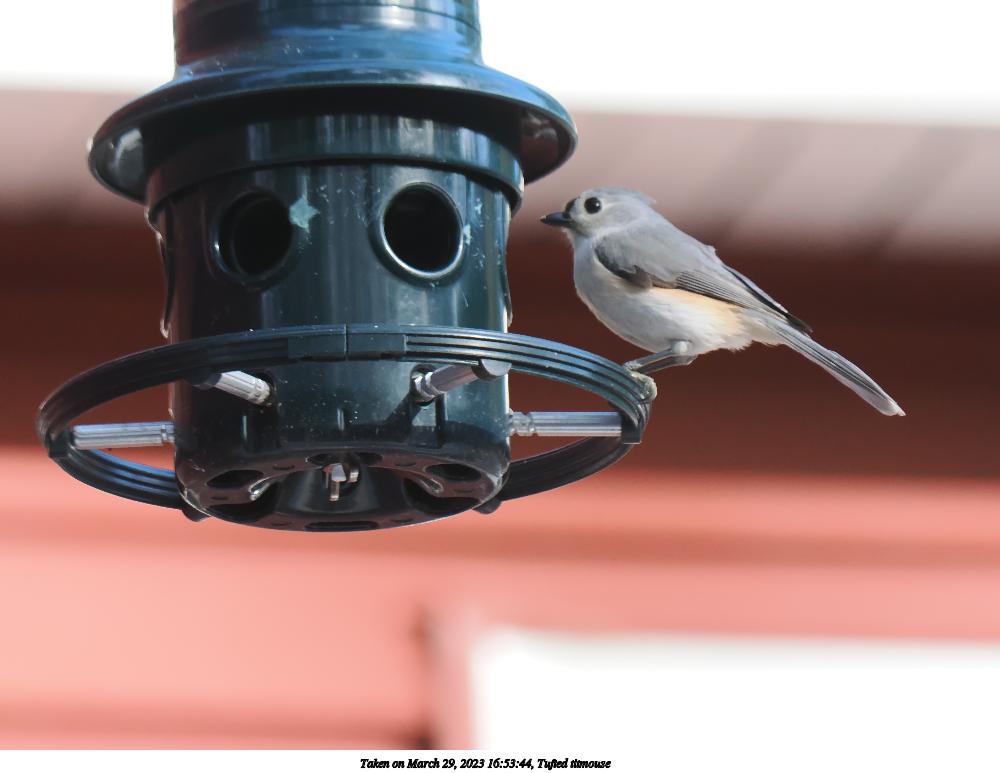 Tufted titmouse #11