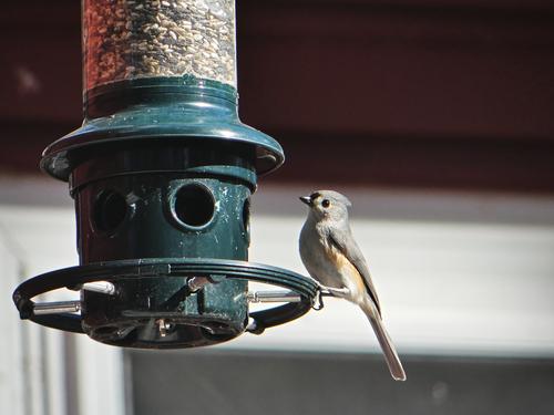 Tufted titmouse #2