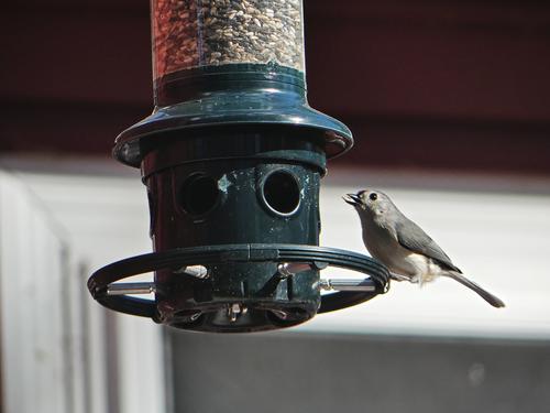 Tufted titmouse #4