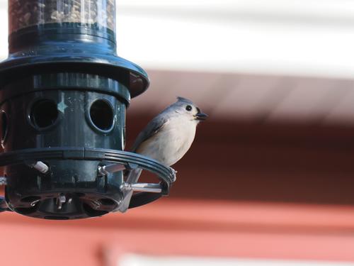 Tufted titmouse #5