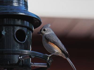 Tufted titmouse #7
