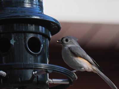 Tufted titmouse #9