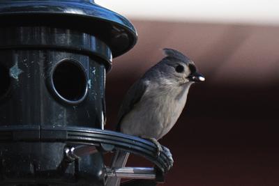 Tufted titmouse #10