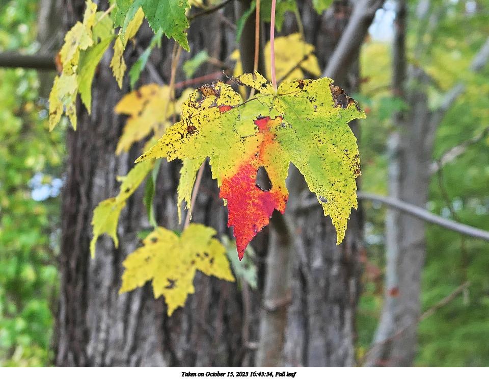 Fall leaf #2