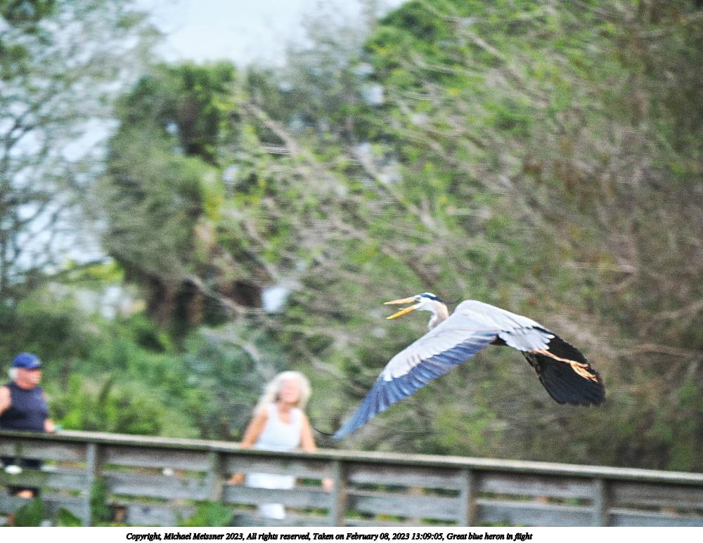 Great blue heron in flight #2
