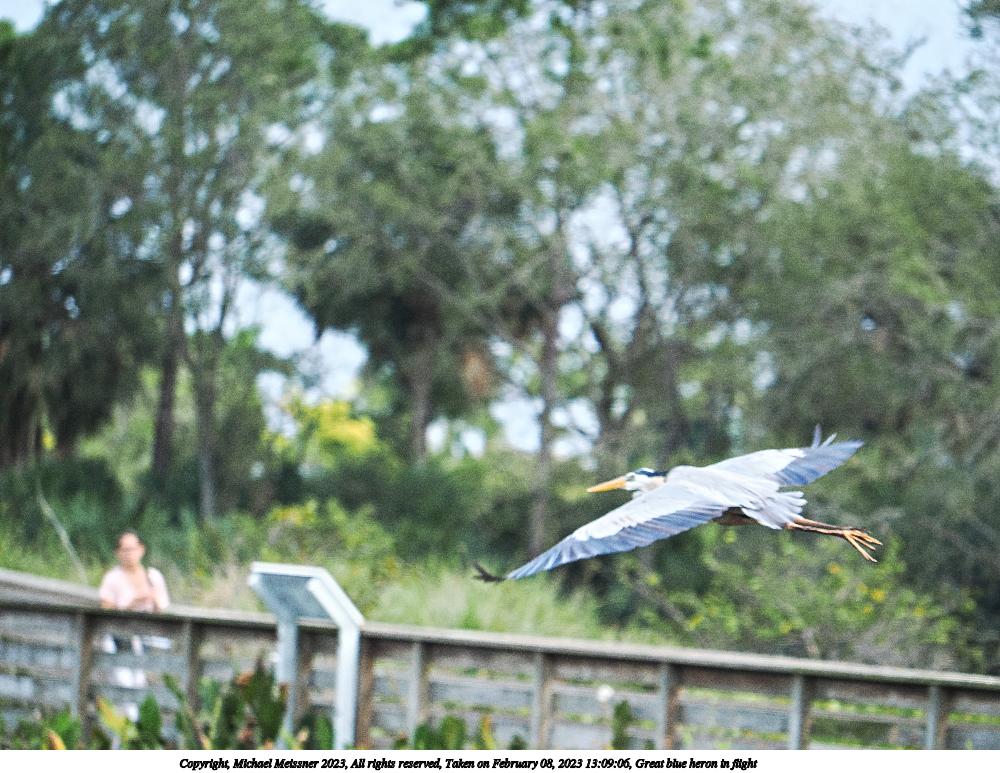 Great blue heron in flight #3