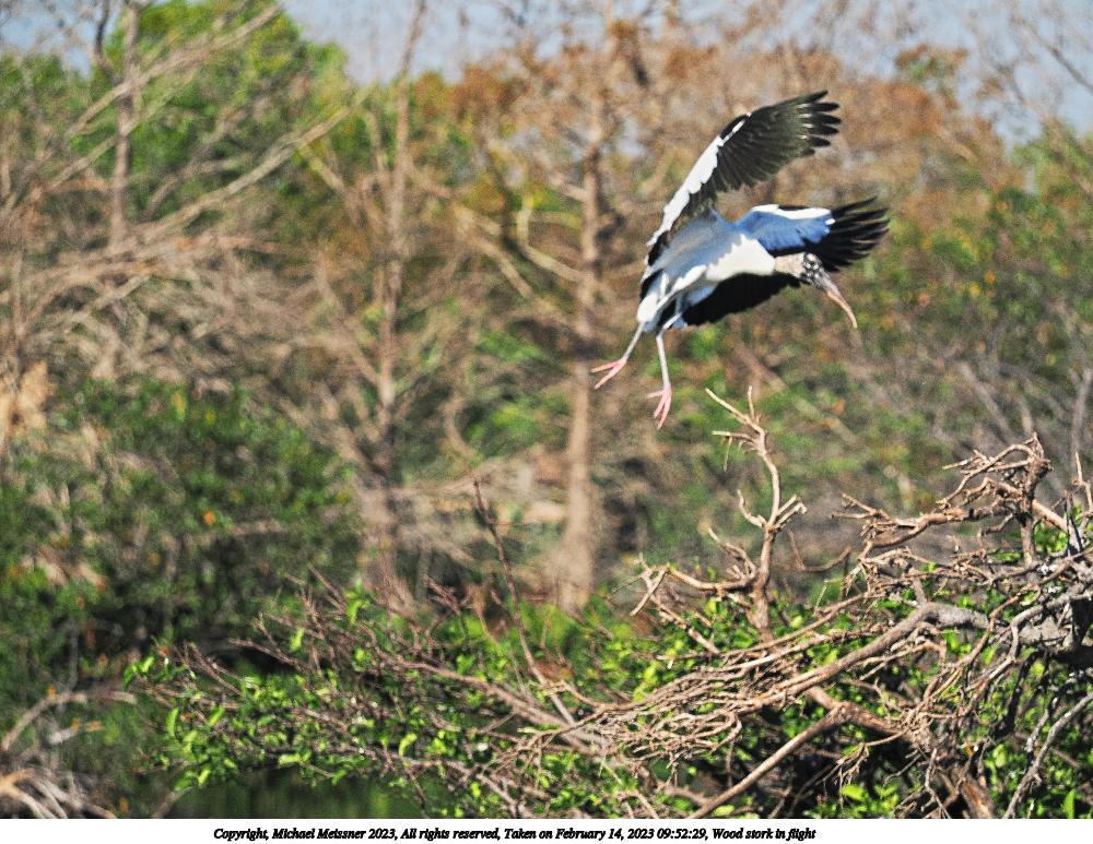Wood stork in flight #7
