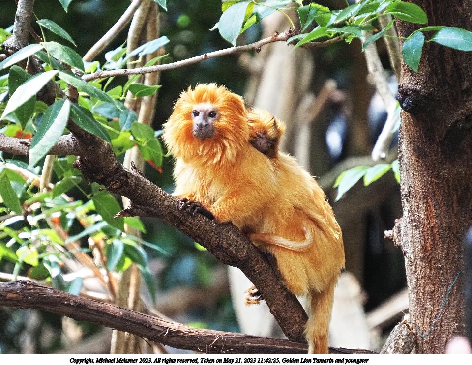 Golden Lion Tamarin and youngster #2