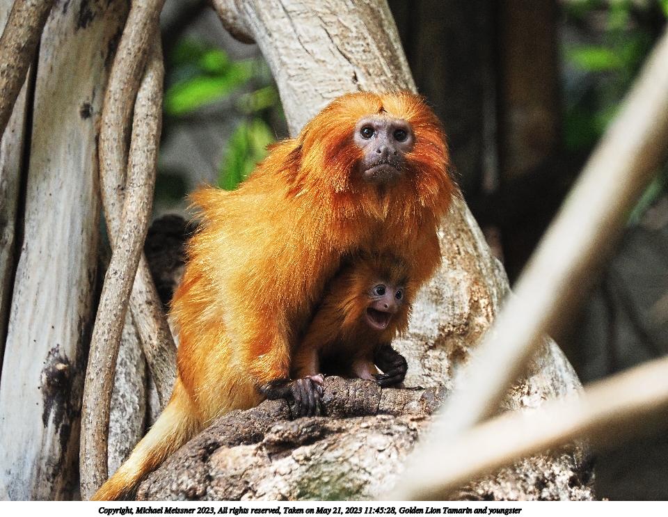 Golden Lion Tamarin and youngster #3