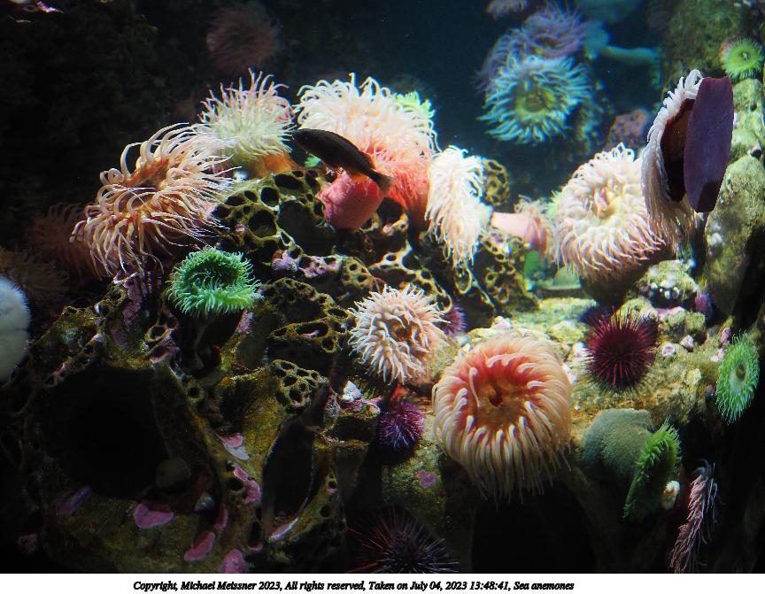 Sea anemones #5