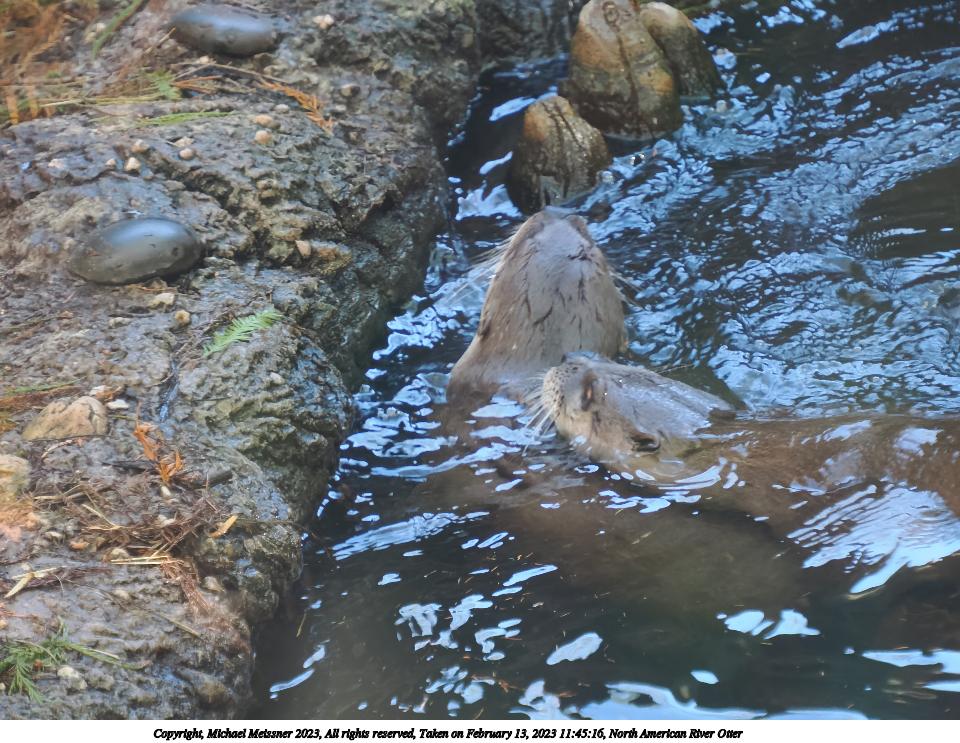 North American River Otter #3