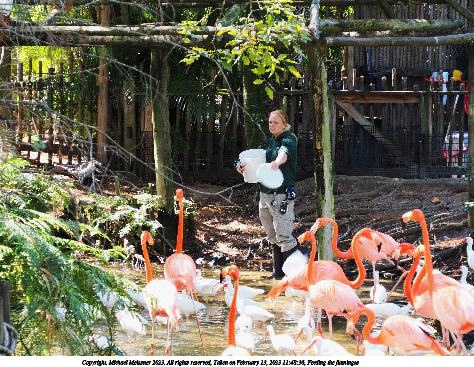 Feeding the flamingos