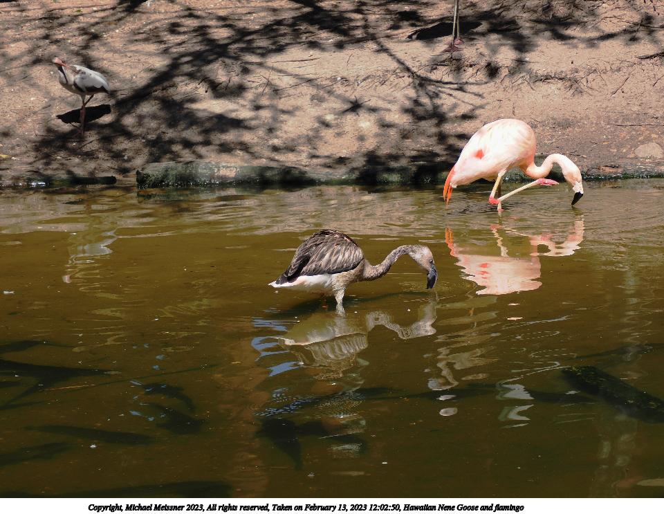 Hawaiian Nene Goose and flamingo