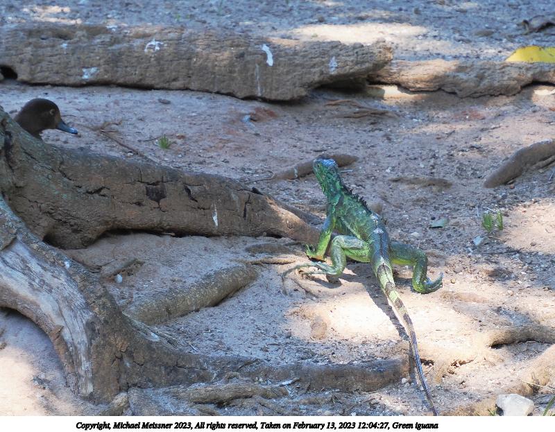 Green iguana #3