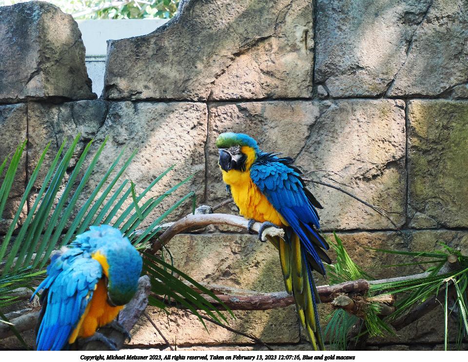Blue and gold macaws #2