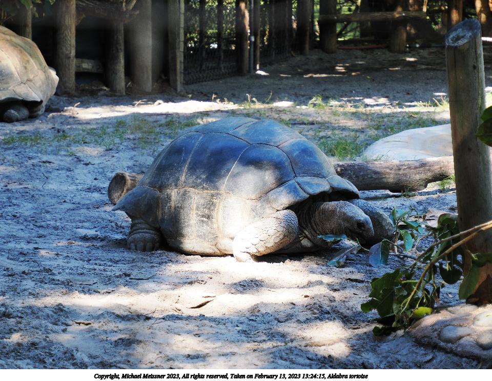 Aldabra tortoise #2
