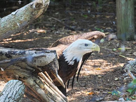 Bald eagle #3