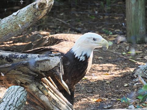 Bald eagle #4