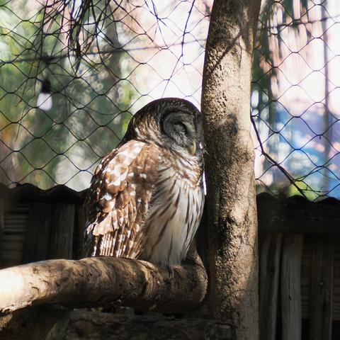 Barred owl #3