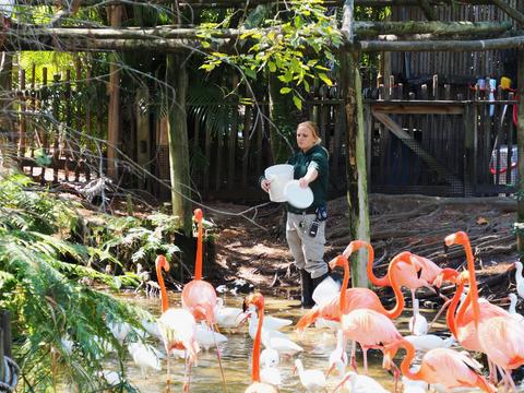 Feeding the flamingos