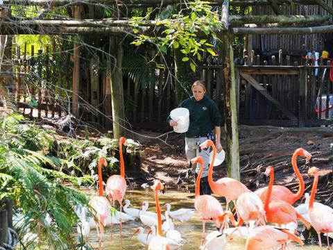 Feeding the flamingos #2