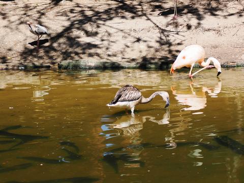 Hawaiian Nene Goose and flamingo #2