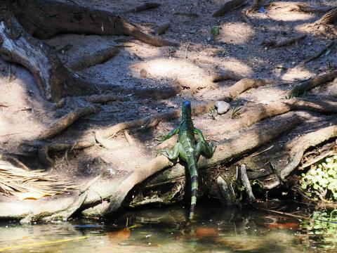 Green iguana #2