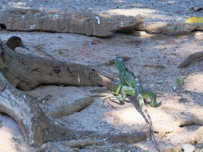 Green iguana #3