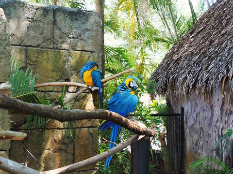 Blue and gold macaws