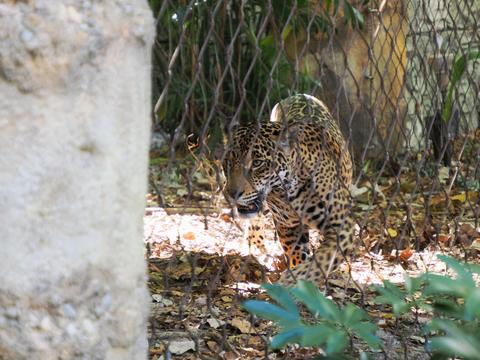 Jaguar #5
