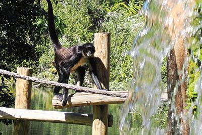 Black howler monkey #2