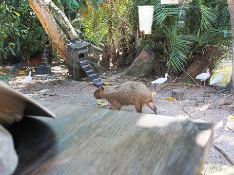 Capybara #2