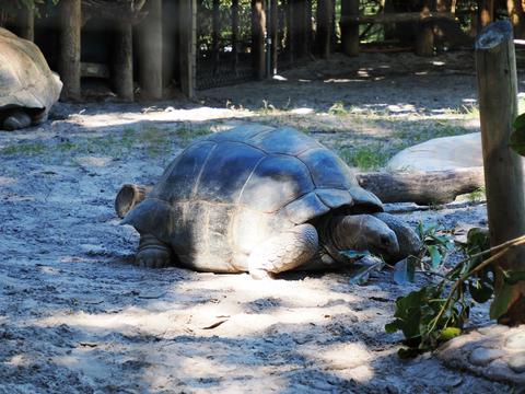 Aldabra tortoise #2