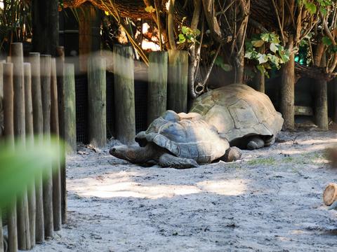 Aldabra tortoises