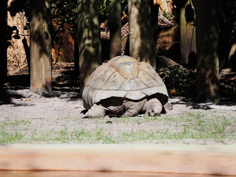 Aldabra tortoise #3