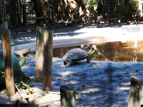 Aldabra tortoise #4