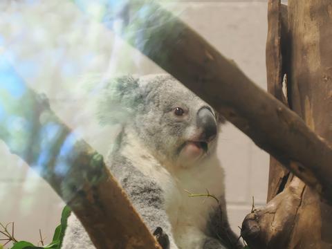 Koala #2