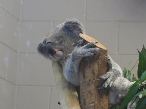 Koala #3