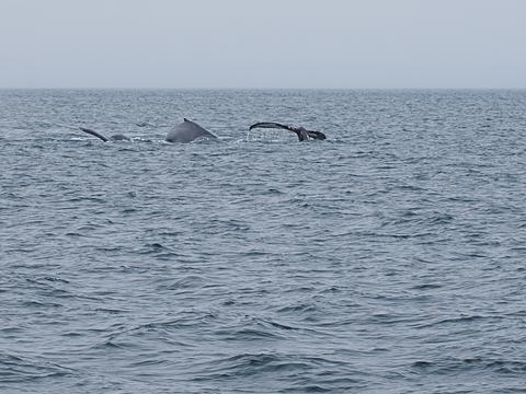 Whales #2