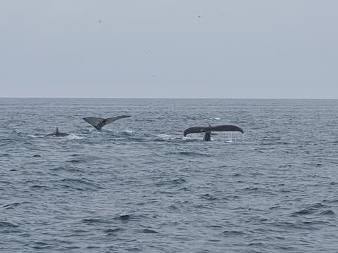 Whale tails #2