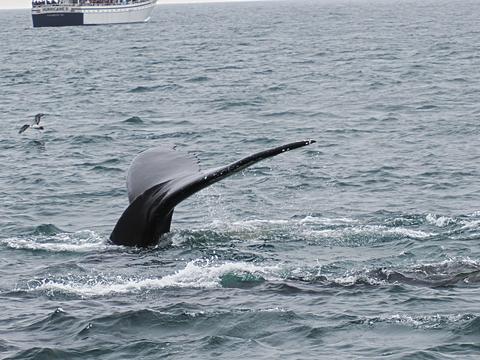 Whale tail #7