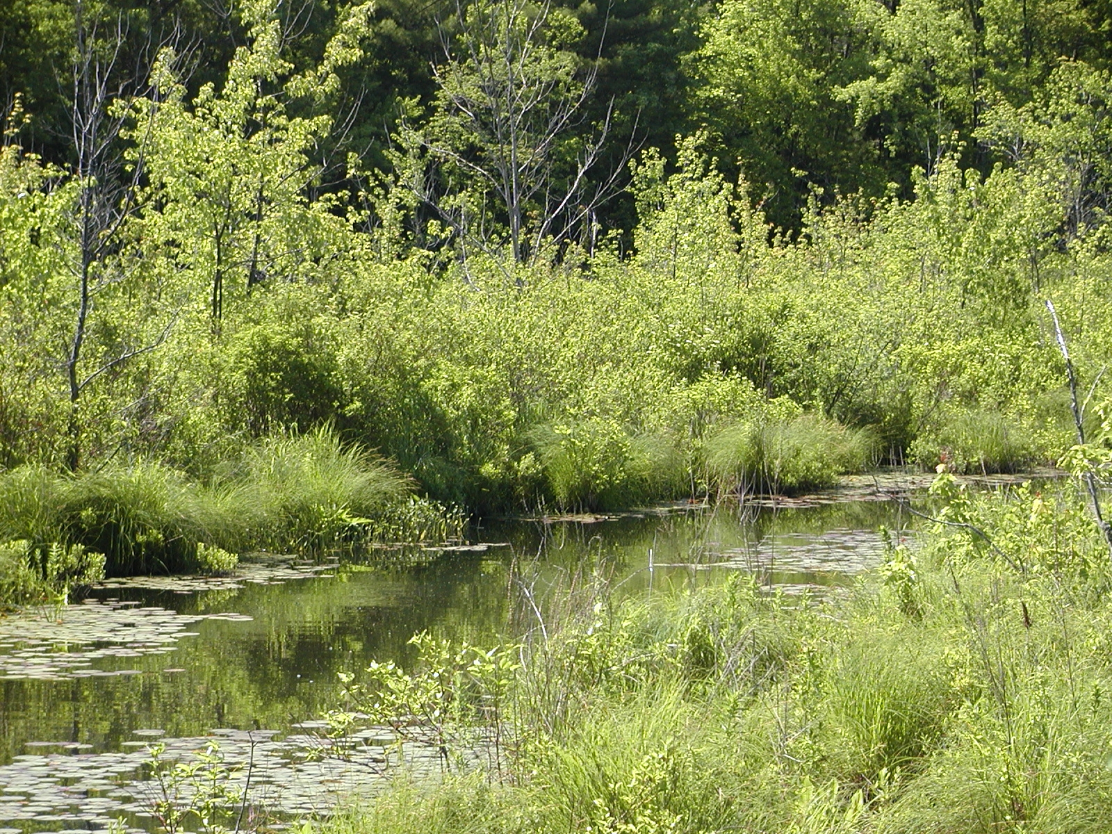 Bennets Brook with polarizer filter