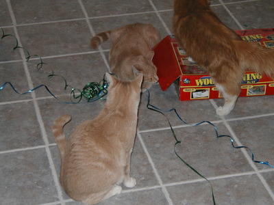 Cats and the ribbon