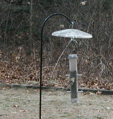 Bird feeder #4