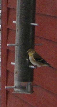 Bird feeder #6