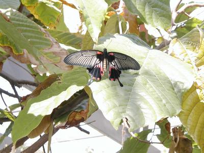 Butterfly #5