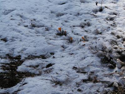 Flowers in the snow #3