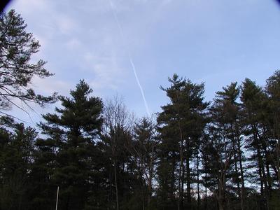 Trees with jet contrail