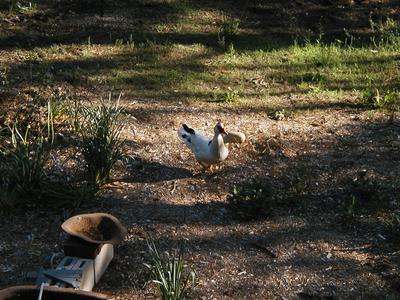 Goose in the backyard