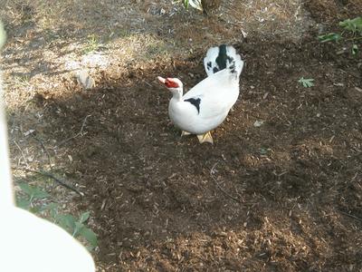 Goose in the backyard #2